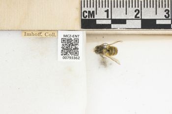 Media type: image;   Entomology 793362 Aspect: Labels